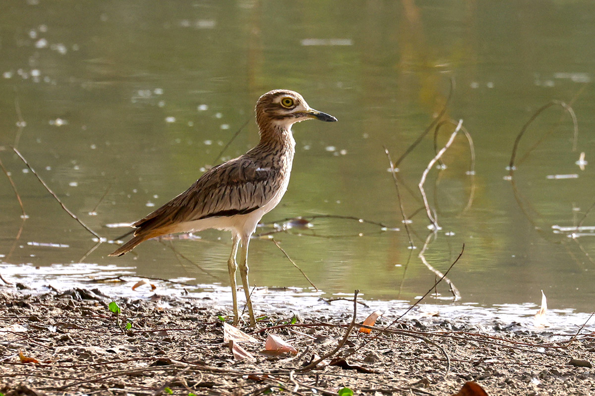 Senegal Thick-knee